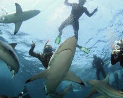 Oceans Research Blue Wilderness Shark Specialty Program2 - Copy