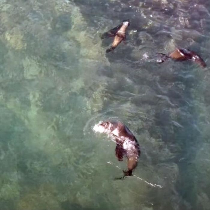 RJ-PL001 Aerials of rafting Cape fur seals