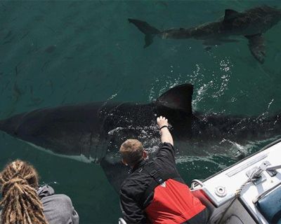 White Shark Africa Sharkslife Filming Internship12 - Copy