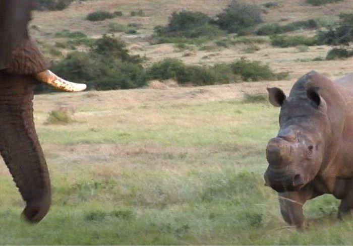 RJ-PL007 African elephant vs white rhino