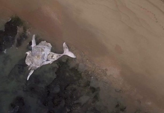 RJ-PL031 Beached humpback whale carcass