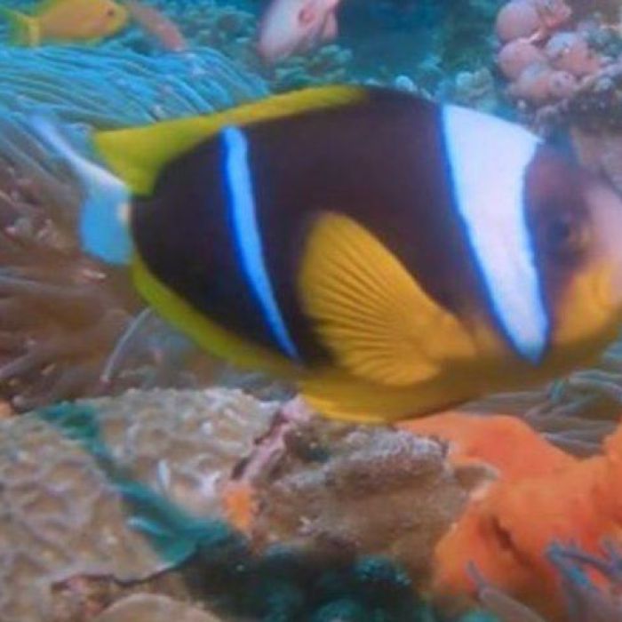 RJ-PL033 Clown Fish on reef
