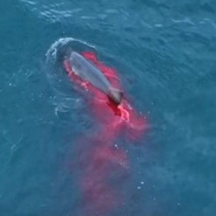 RJ-PL026 Great white sharks attack Cape fur seals