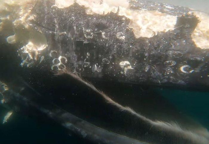 RJ-PL008 Floating humpback whale carcass