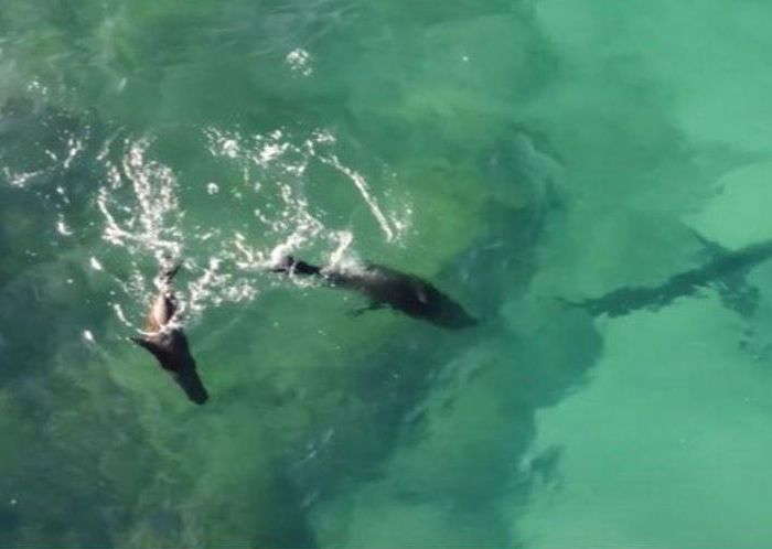 RJ-PL045 Cape fur seal harass great white shark