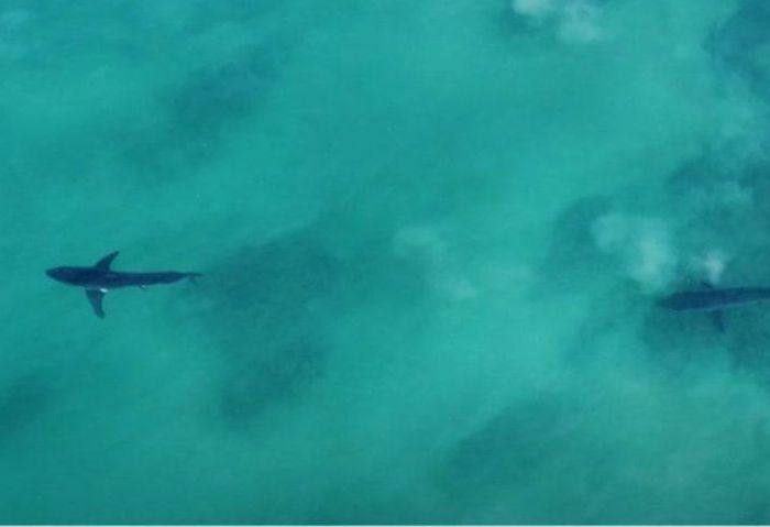 RJ-PL018 Aerial of Great White Sharks (multiple sharks)