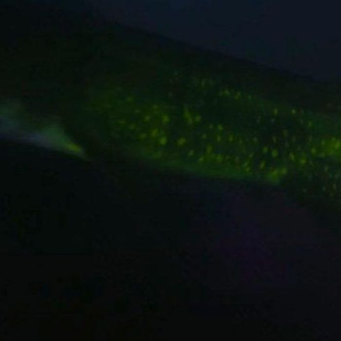 RJ-PL024 Puffadder Shark biofluorescent at Night
