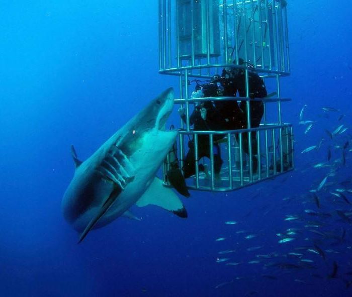 The logistics of filming sharks in New Zealand for documentaries