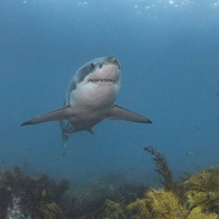 White Shark Cage Diving in New Zealand – Where, When, How