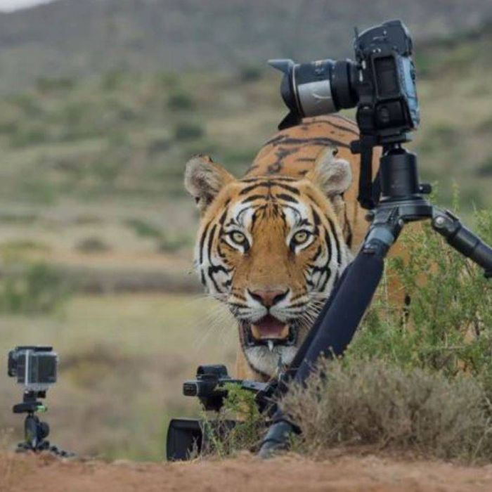 Navigating the Wild: A Comprehensive Guide to a Career as a Wildlife Filmmaker