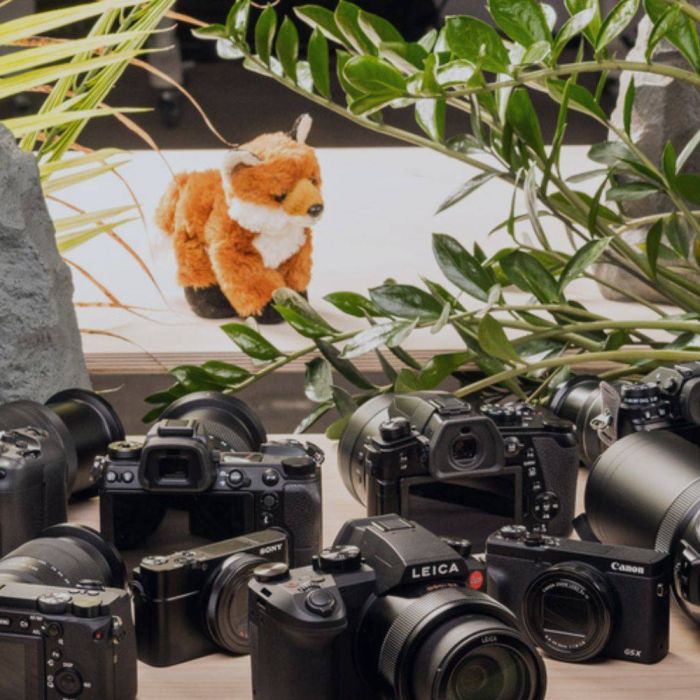 What are the best cameras for wildlife filmmaking