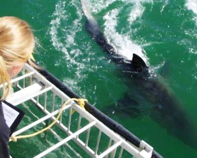 great white shark research internship - South Africa (2)