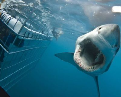 great white shark research internship - South Africa