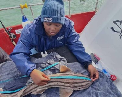 Great white shark research and conservation internship in Mossel Bay, South Africa (3)