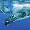 Humpback Whales to Nuie