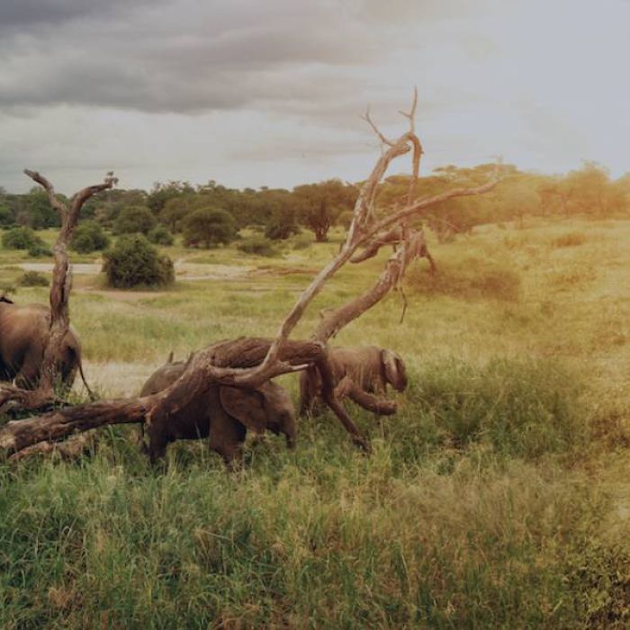 Wildlife Photo Journalism in South Africa