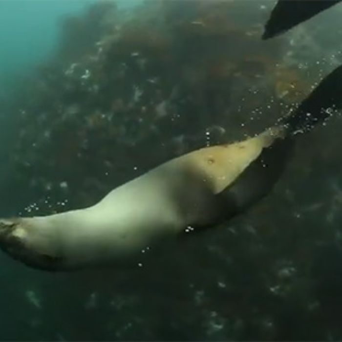 RJ-PL077 Cape fur seals underwater