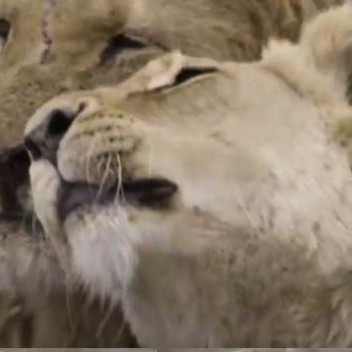 RJ-PL079 African Lions socialising at high frame rate