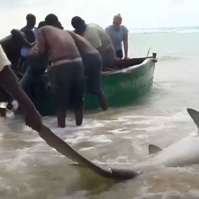 RJ-PL086 Shark fishing in Mozambique beach