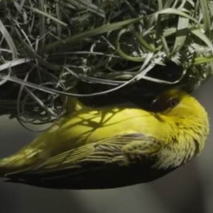 RJ-PL088 Weaver bird builds a nest